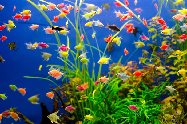 Aquarium avec de nombreux poissons de couleur
 - Photo, image