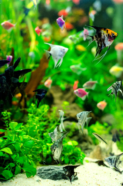 A sok színes hal akvárium - Fotó, kép