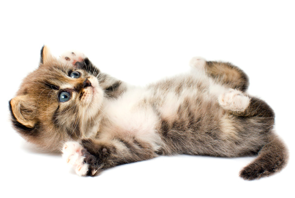 Funny kitten - Fotografie, Obrázek