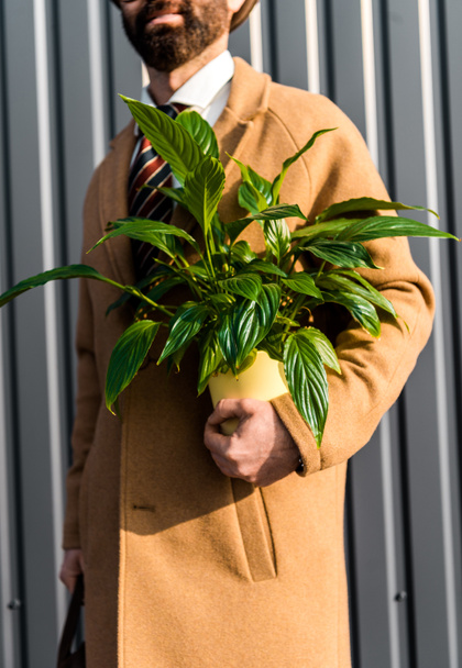 cropped view of bearded man holding green plant in yellow pot - Foto, afbeelding