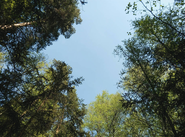 zöld erdő és kék ég - Fotó, kép