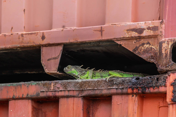 wilder grüner Leguan versteckt sich unter Metallbehälter - Foto, Bild