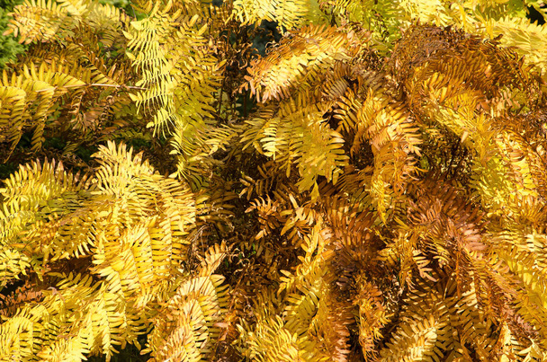 Feuilles de fougère en automne dans les tons de jaune et de brun
 - Photo, image