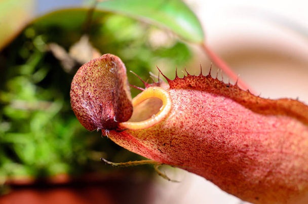 Nepenthes tunnetaan myös trooppinen syöttäjät kasveja
. - Valokuva, kuva