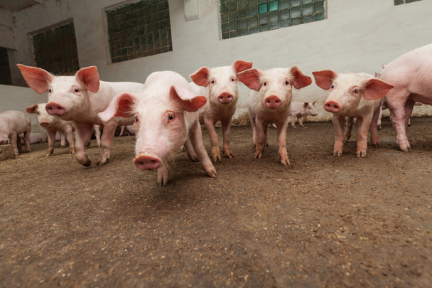 Свиная ферма - Фото, изображение