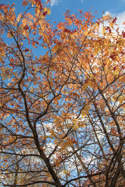 Яркие цвета осеннего дерева
 - Фото, изображение