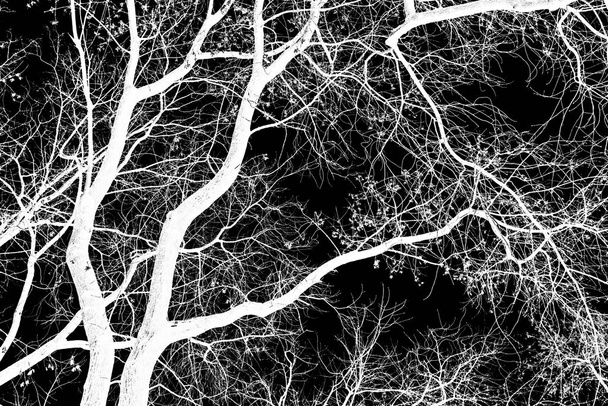 árbol ramas silueta blanca sobre fondo negro
 - Foto, imagen
