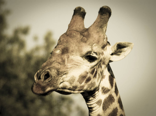 Girafe dans l'habitat de la jungle, Afrique - Photo, image
