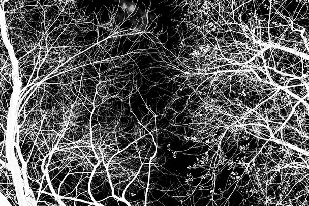гілки дерева білий силует на чорному фоні
 - Фото, зображення