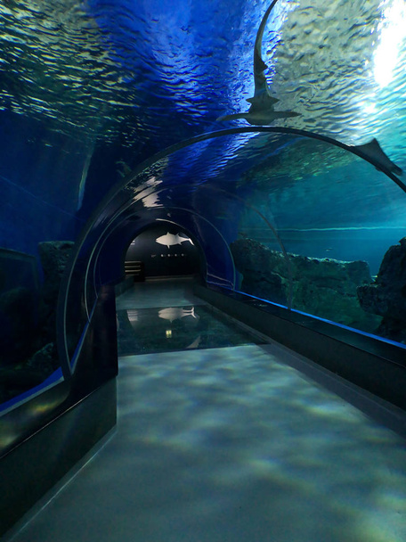 Tunnel en verre dans l'aquarium avec poissons, eau bleue, monde sous-marin avec fond sablonneux
 - Photo, image