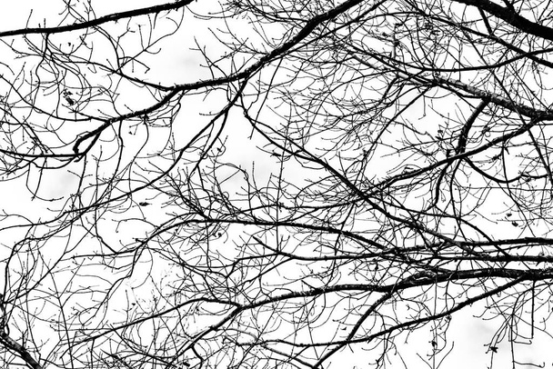 Silueta de ramas de árbol sobre fondo blanco - Foto, Imagen