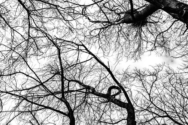 rami di albero silhouette su sfondo bianco - Foto, immagini
