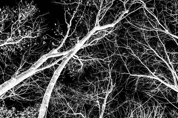 fa ágai fehér sziluettjét a fekete háttér - Fotó, kép