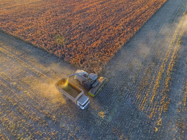 Sorghum harvest, in La Pampa, Argentina - Photo, Image