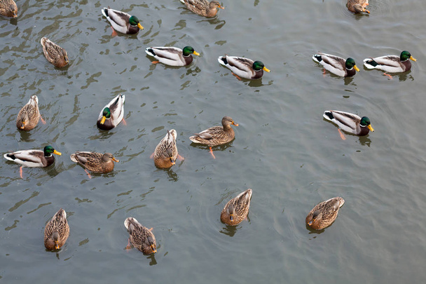 un troupeau de canards sur la rivière - Photo, image