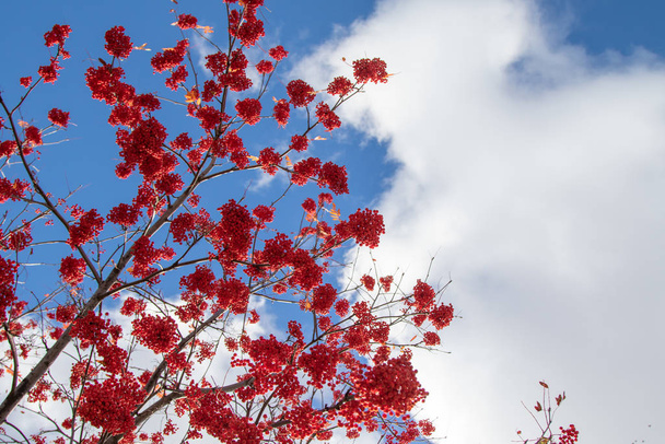 Яркие цвета осеннего дерева
 - Фото, изображение