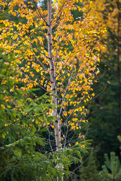 Birch with yellow leaves among green fir trees.  Golden autumn birch tree. Golden colored birch in green spruce trees forest. Autumn in Latvia. Autumn scene with colorful autumn trees in sunny autumn day. - Photo, Image