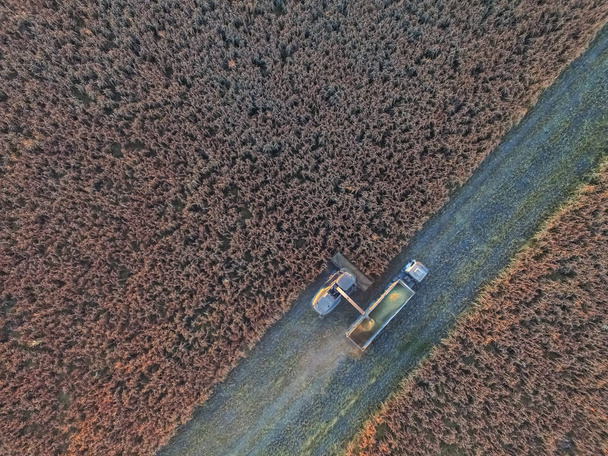 Cirok betakarítás La Pampa, Argentína - Fotó, kép