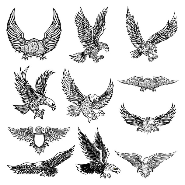 Illustration of flying eagle isolated on white background. Vector illustration. - Вектор,изображение