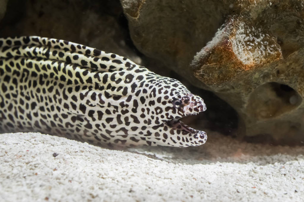 black spotted leopard moray eel in closeup opening his mouth, A water snake of the pacific ocean. - Photo, Image