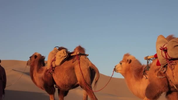 Kameel caravan in de woestijn, doorgeven via - Video