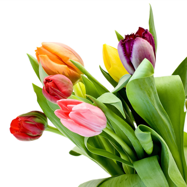 Kytice čerstvých tulipánů izolovaných na bílém pozadí - Fotografie, Obrázek