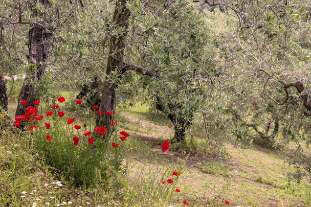 Toskana, İtalya zeytin ağaçlarının doğal görünümü - Fotoğraf, Görsel
