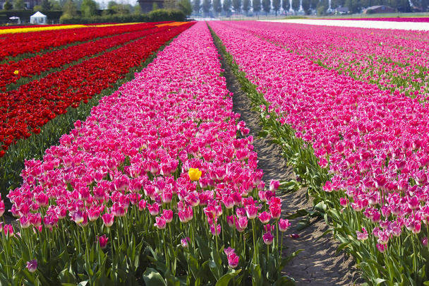 Vícebarevné Tulipán pole v Nizozemsku, Selektivní ostření - Fotografie, Obrázek