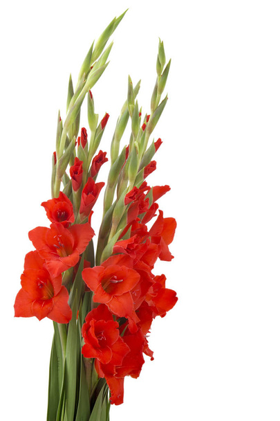 red gladiolus flowers isolated on white background - Photo, Image