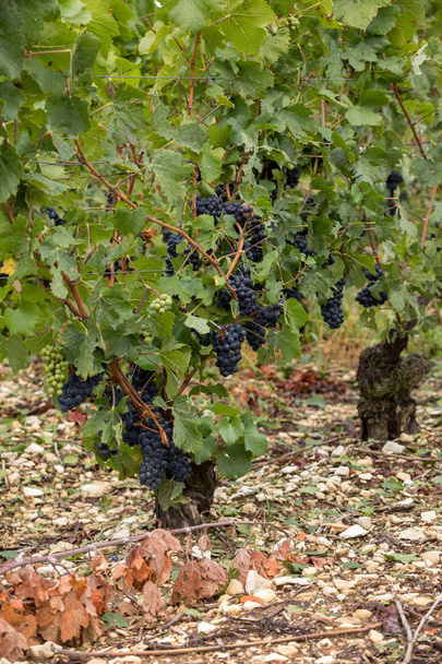 Pezsgő szőlőültetvények a Cote des Bar területén az Aube osztály. Franciaország - Fotó, kép