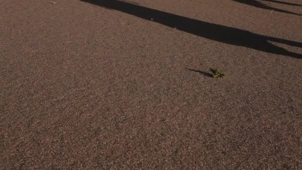 Cammello carovana nel deserto, Passando attraverso
 - Filmati, video