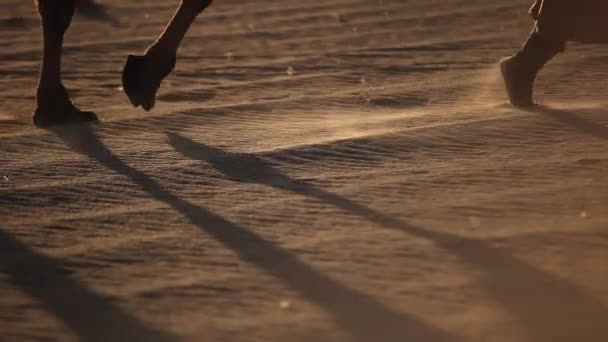 Velbloudí karavana v poušti, procházející přes - Záběry, video