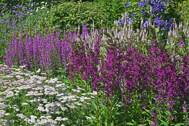 Граница цветов с Lobelia, Clematis, Achillea и Veronicastrum virginicum
 - Фото, изображение