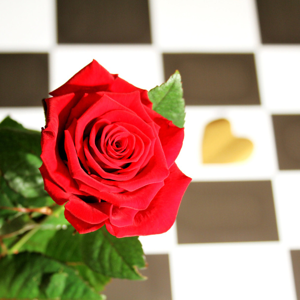 Růže - zátiší - Fotografie, Obrázek