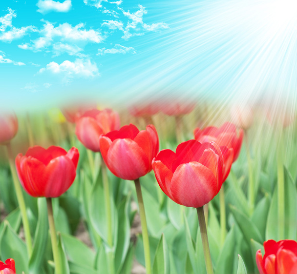 Tulipany w ogrodzie - Zdjęcie, obraz