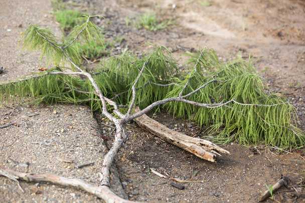 упавшая ветка дерева лежит на лесной подстилке
 - Фото, изображение