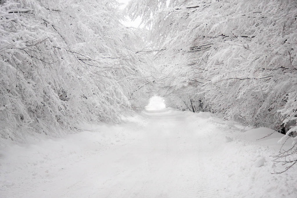 Karlı yol yalak güzel bir çıkış tüneli etkisi oluşturma ile orman - Fotoğraf, Görsel