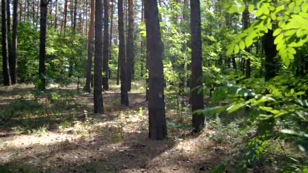 Ліс у минулому сонячного світла - Кадри, відео