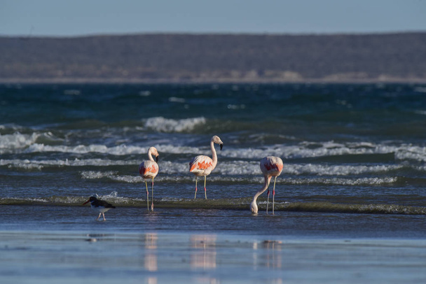 Fenicotteri che si nutrono di una spiaggia, Penisola Valdes, Patagonia, Argent
 - Foto, immagini