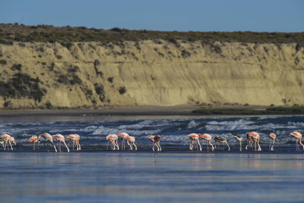 Fenicotteri che si nutrono di una spiaggia, Penisola Valdes, Patagonia, Argent
 - Foto, immagini
