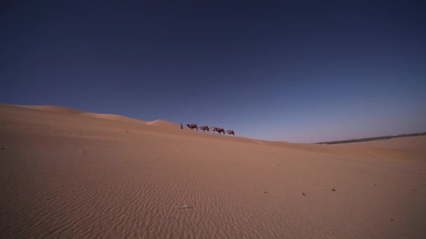 Karawana na pustyni, przechodzącą przez - Materiał filmowy, wideo