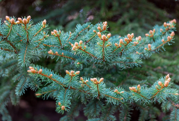 Blue Colorado spruce, Picea pungens, branches with new buds in spring. Young needles appear. Beautiful natural background. Selective focus - Photo, Image