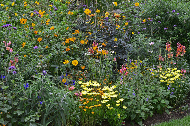 Bordure florale colorée avec plantation mixte incluant marguerite jaune et antirrhinums
 - Photo, image