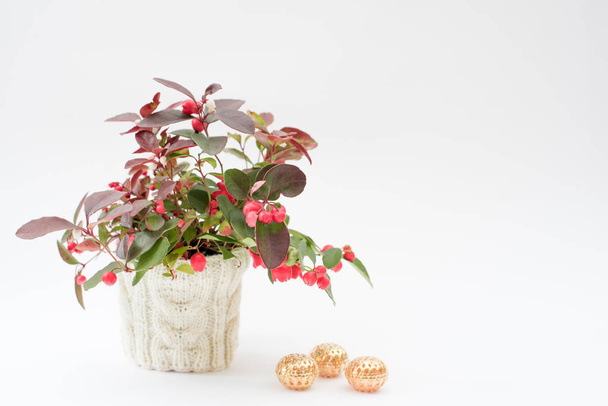 Kasvi, jossa on punaisia marjoja valkoisessa neulotussa kukkaruukussa ja kultaisia joulukoristeita valkoisella taustalla
 - Valokuva, kuva