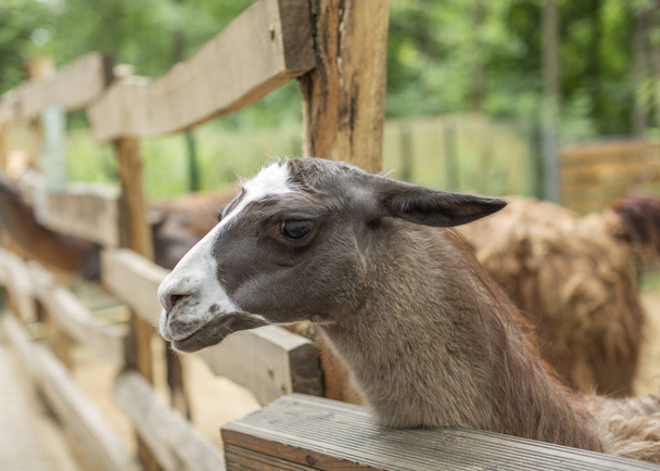 Cute llama, funny animal, standing. Portrait of llama closeup - Photo, Image