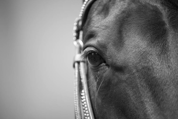 Horse eyes close up black and white - Photo, Image