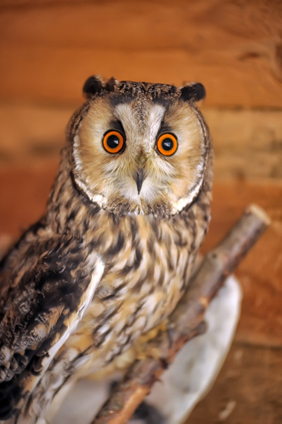 Rock Eagle Owl - Zdjęcie, obraz