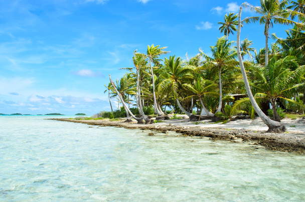 Coqueiros em uma ilha pacífica
 - Foto, Imagem