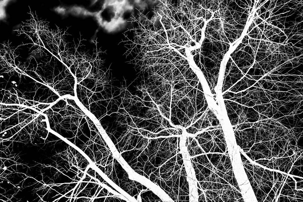 gałęzie drzewa biała sylwetka na czarnym tle - Zdjęcie, obraz