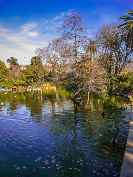 Beautiful lake with strange trees and their reflections in the Ciudadella Park in Barcelona in Spain - Photo, Image